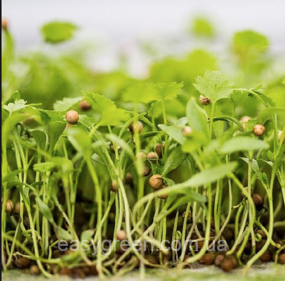 КІНЗА Коріандр Мікрозелень, насіння зерна коріандру органічне для пророщування 50 грамів, фото 1