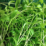 КІНЗА Мікрозелень, насіння зерна коріандру органічне для пророщування 50 грамів, фото 2