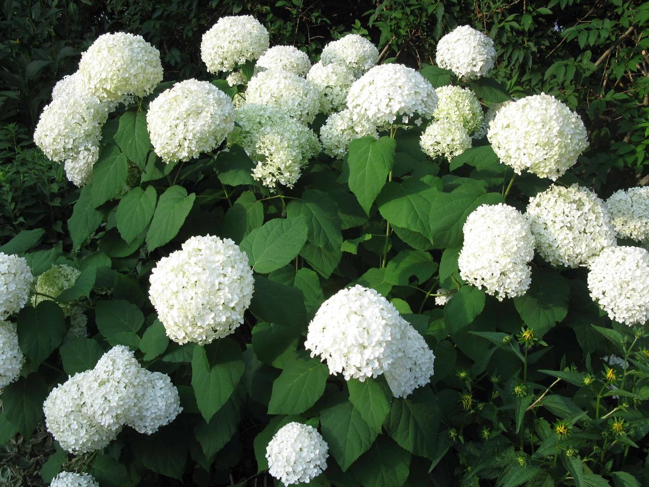 Гортензія деревоподібна Аннабель (Hydrangea arborescens Annabelle) h-20-30 см у контейнері С3 л, фото 1