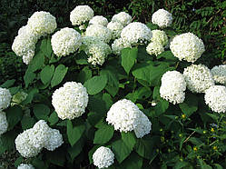 Гортензія деревоподібна Аннабель (Hydrangea arborescens Annabelle) h-20-30 см у контейнері С3 л