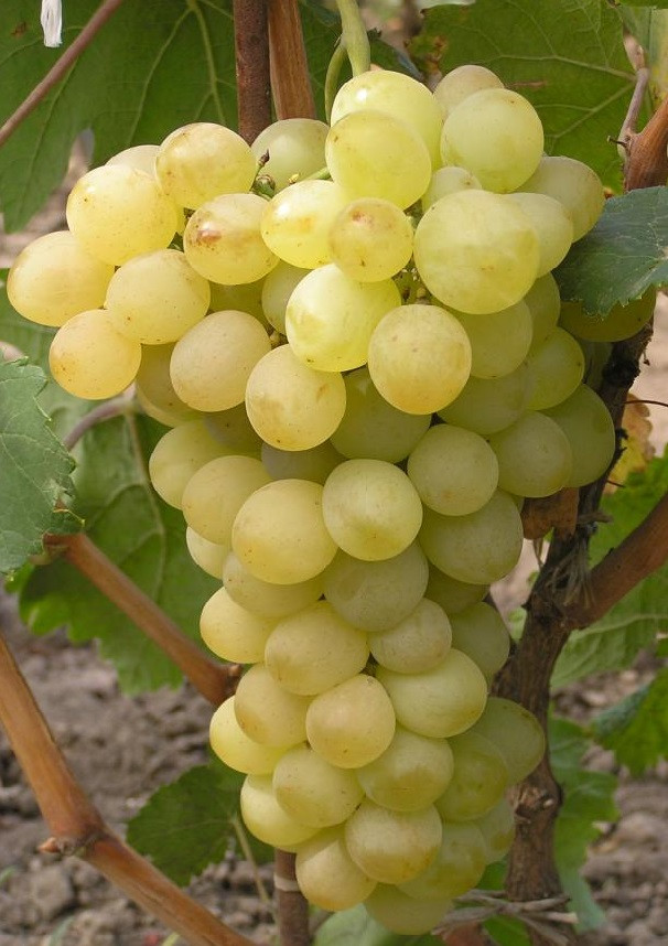 Саджанці винограду ВОСТОРГ МУСКАТНИЙ раннього терміну зіскування, фото 1