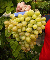Саженцы винограда ЛАНСЕЛОТ ранне среднего срока