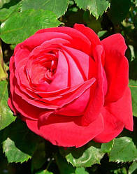 Саджанці Троянда Дам де Кер (Dama de Couer)