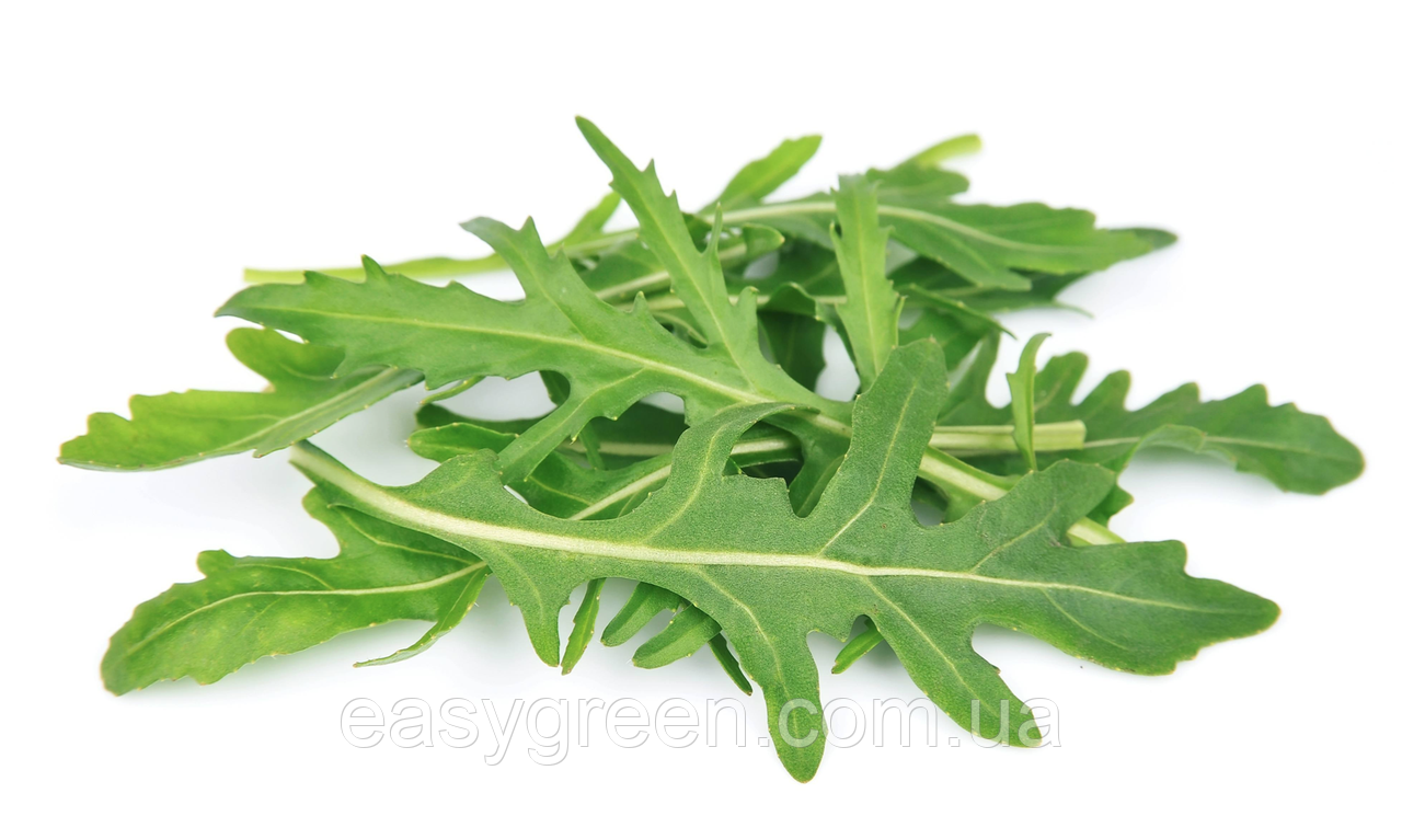РУККОЛА Микрозелень, Семена Зерна Рукколы Органические для Проращивания ...