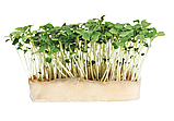 РУККОЛА Мікрозелень, насіння зерна рукоколи органічне для пророщування 30 грамів, фото 3