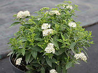 Спірея японська Альбіфлора С3 (Spiraea japonica Albiflora)