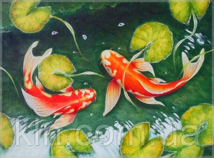 Картина за номерами Menglei Карпи VD007 30 х 40 см, фото 1