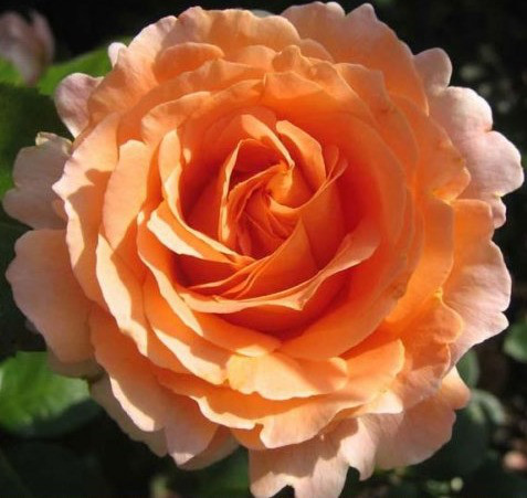 Саджанці Троянда Полька (Polka), фото 1