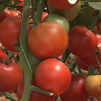 Насіння томату Корвінус F1 (500 нас.) Seminis