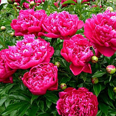 Півонія бордова саджанець в горщику 0.8 л