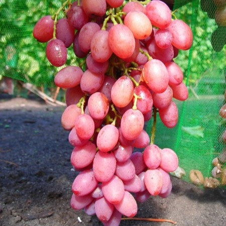 Саджанці винограду кішміш ПРЕМ'ЄР середнього терміну дозрівання, фото 1