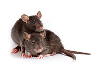 Засоби від гризунів