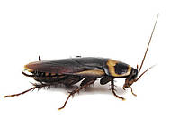 Засоби від тарганів та мурах