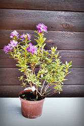 Рододендрон