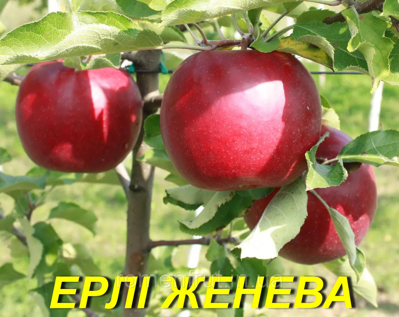 Яблуня "Ерлі Женева"