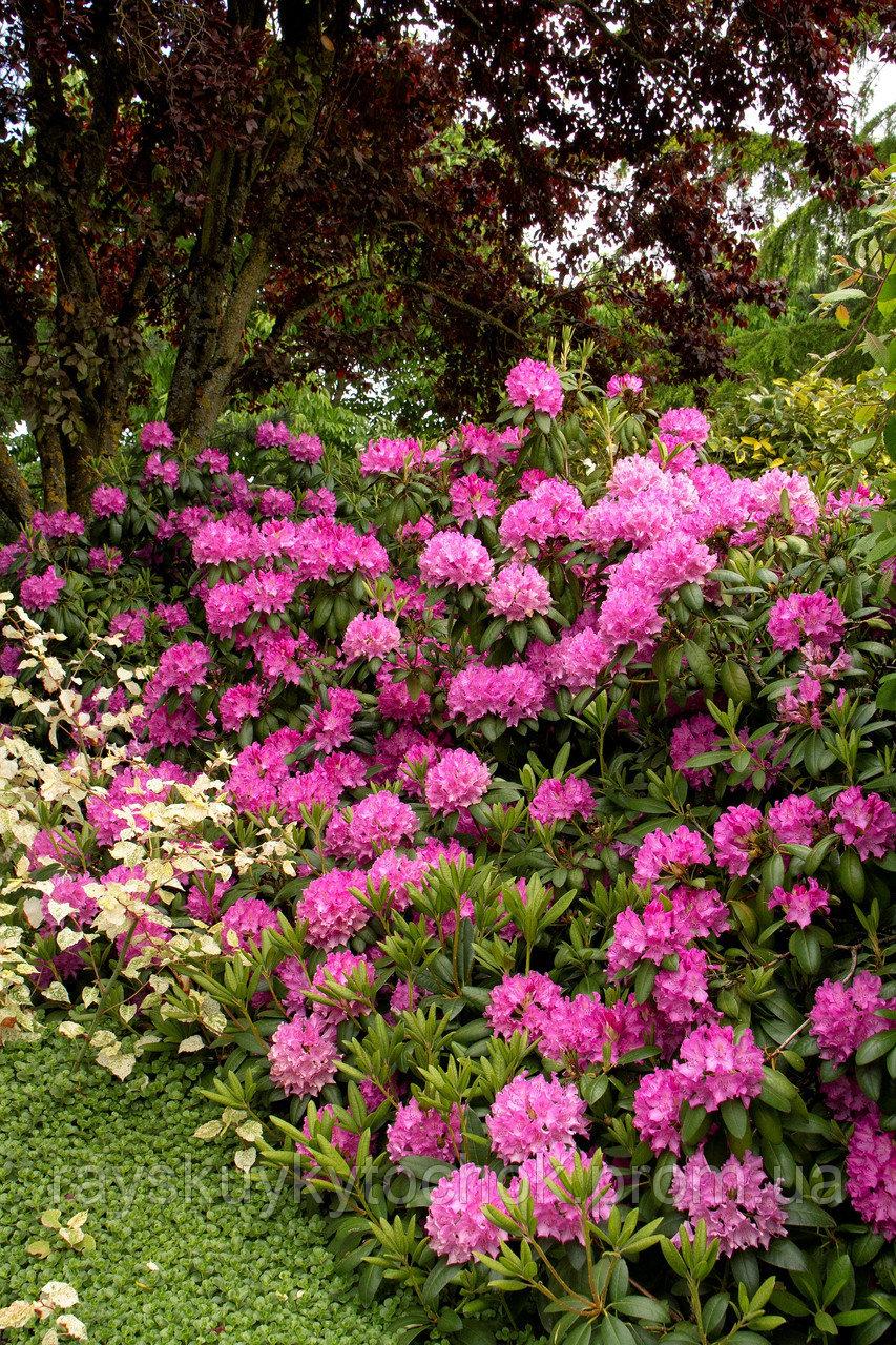 Рододендрон 'Розеум Елеганс'  3-річний  Rhododendron 'Roseum Elegans'