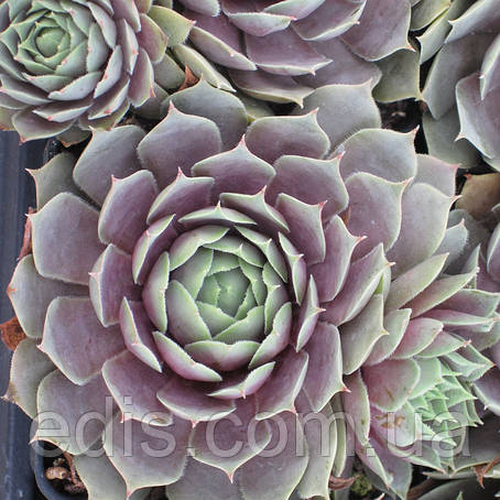 Молодило Пасифік Блю, фото 1