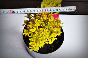 Барбарис "Tiny Gold" (С2), фото 3