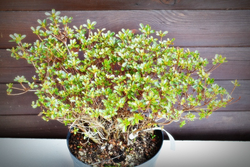 Азалія японська "Rhododendron obtusum" (7,5)
