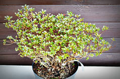 Азалія японська "Rhododendron obtusum" (7,5)