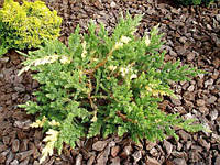 Ялівець китайський Експанса Варієгата /Juniperus chinensis Expansa Variegata 3 річний
