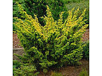 Ялівець китайський 'Плюмоза Ауреа' 3-річний (Juniperus chinensis 'Plumosa Aurea' )