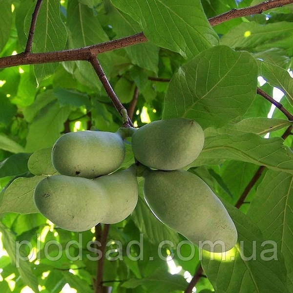 Азиміну трилопатева, трилоба