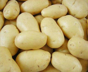 Картопля насінню Ероу, середньорань 1 репродукція, 20 кг