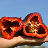 Редкан F1 (1000 нас.) насіння перцю солодкого Clause, фото 2