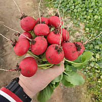 Насіння редиски Стеллар F1 (10 000 нас.) Syngenta