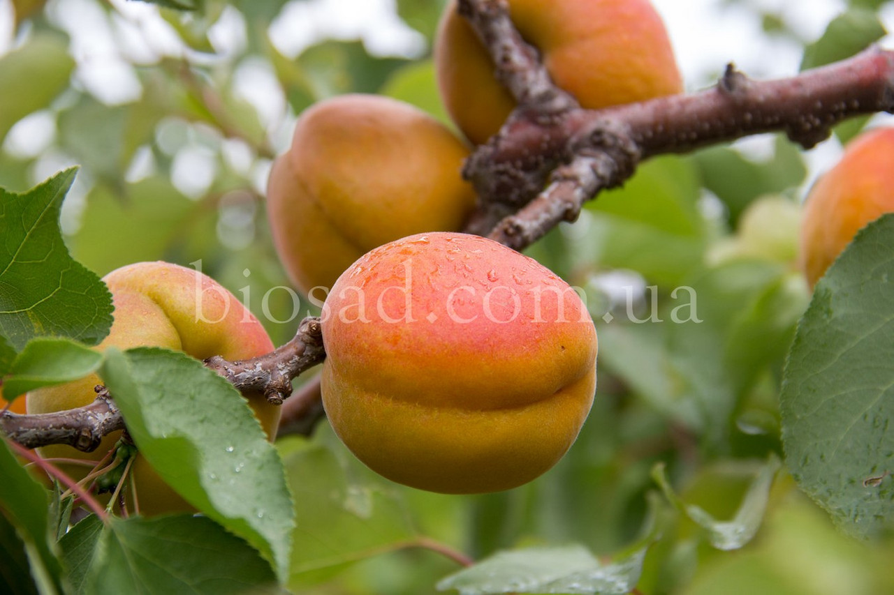 Абрикос Мейсі Кот Апріум (Macy Cot Aprium)