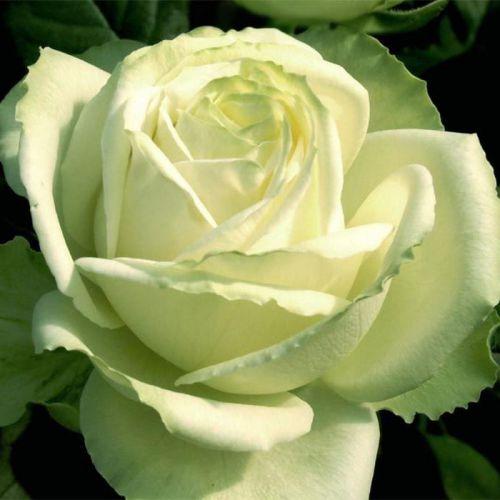 Саджанець троянди чайно-гібридної "МАРУСЯ"