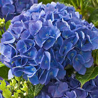 Гортензія Renate Steiniger