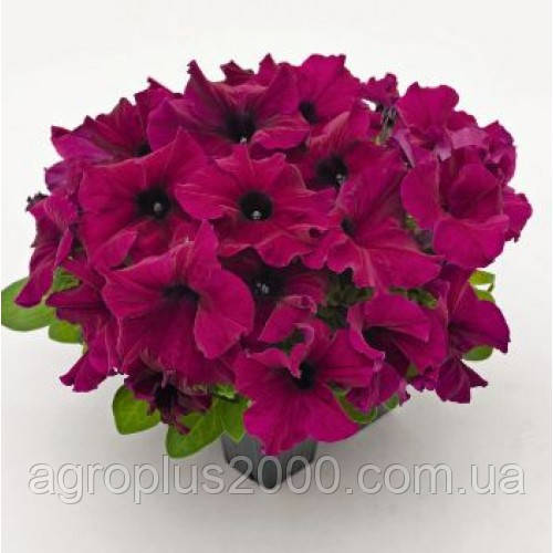 Насіння Петунія великоквіткова Success (Саксес) F1 Бургунді Burgundy 500 насінин Benary