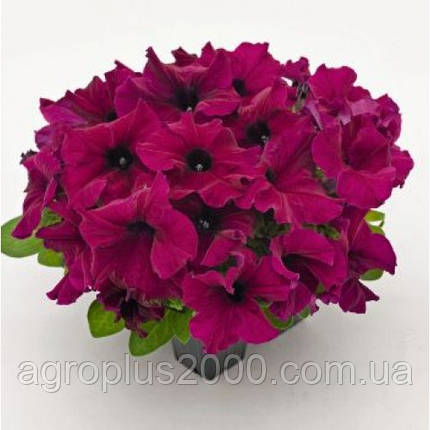 Насіння Петунія великоквіткова Success (Саксес) F1 Бургунді Burgundy 500 насінин Benary, фото 1