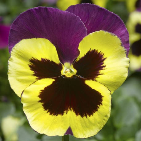 

Виола Speedy 10 шт Syngenta Голландия Yellow and Purple