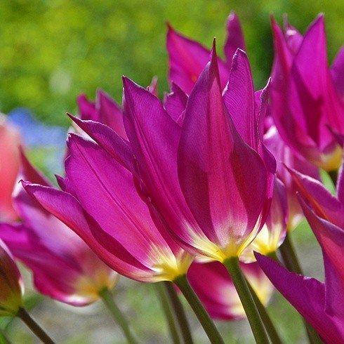 

Тюльпан Purple Purissima (луковицы) 3 шт