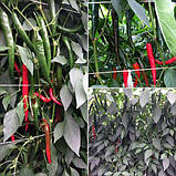 Семена перца острого Хайфи F1 (500 нас.) Enza Zaden, фото 2