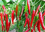 Семена перца острого Хайфи F1 (500 нас.) Enza Zaden, фото 3