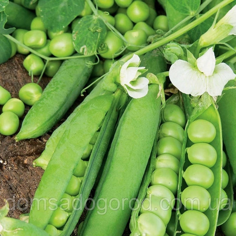Горох ДЖОФ F1 Syngenta 100 000 шт