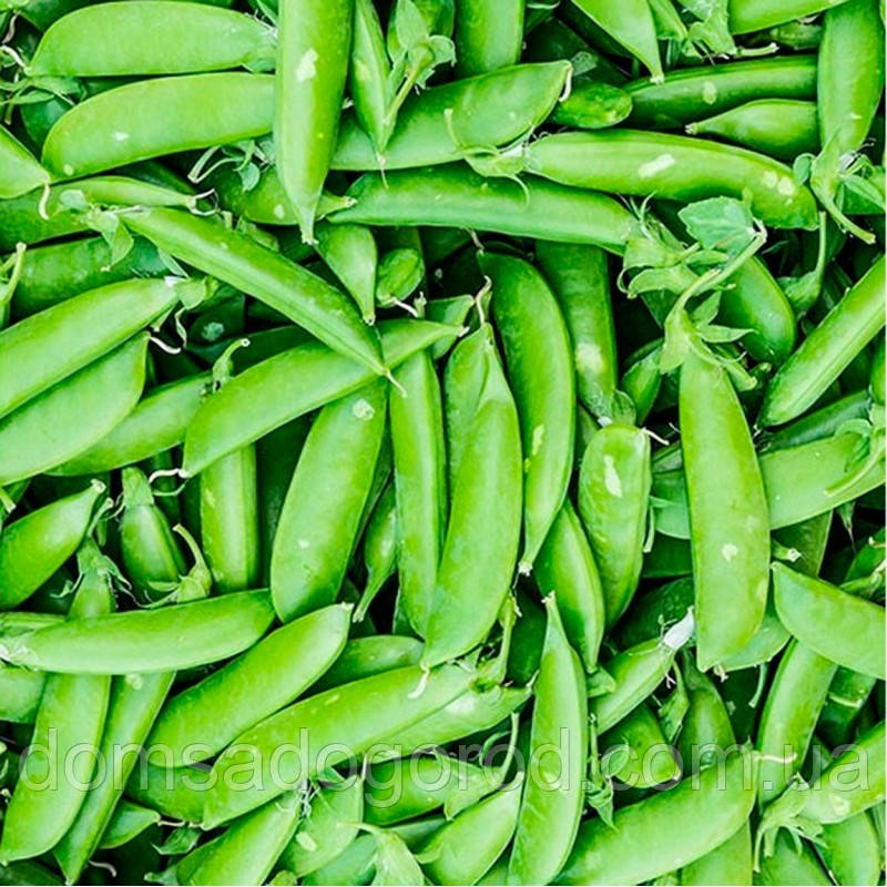 Горох СКИНАДО Syngenta 100 000 шт