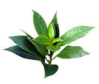 15. Натуральное эфирное масло чайного дерева 100мл. Читать подробно