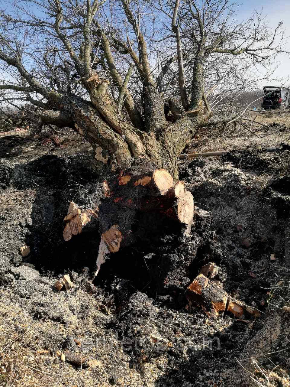Удалить дерево. Спил деревьев