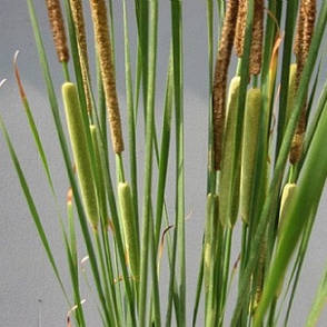 Рогоз малий, фото 2