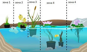 Рогоз малий, фото 3