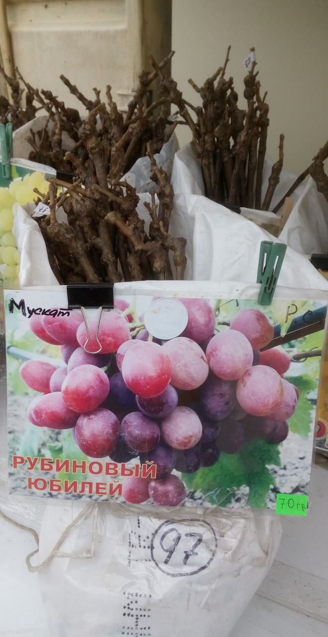 Саджанець сорт винограду "Рубіновий ювілей"