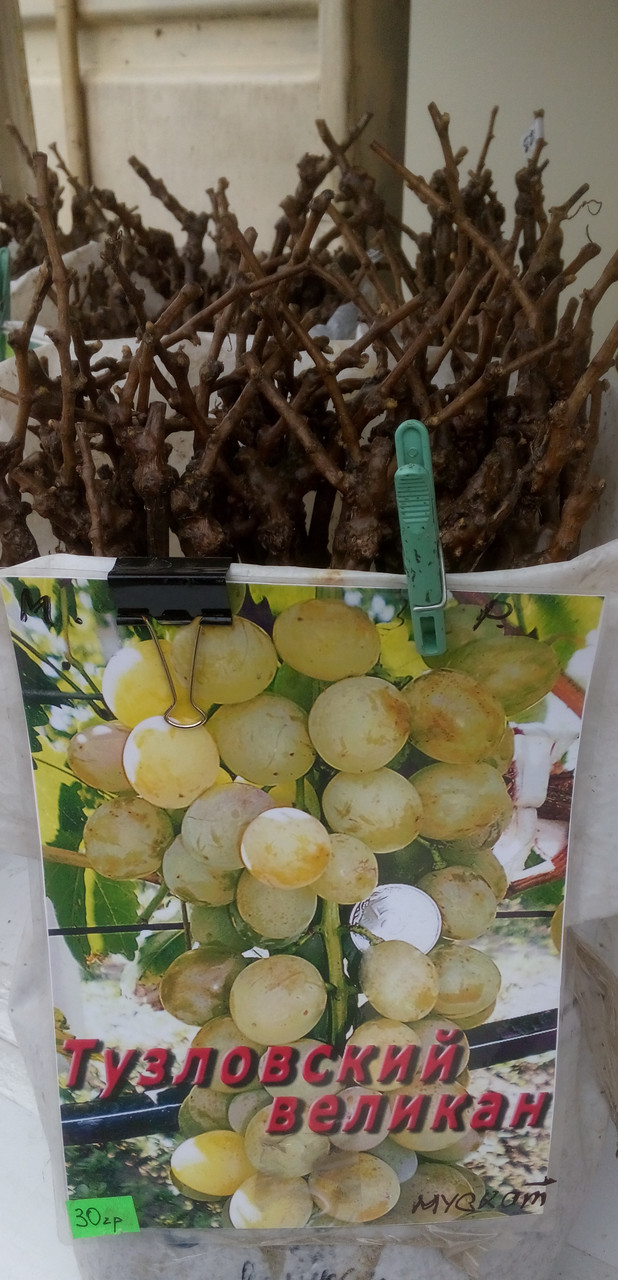 Саженец винограда сорт "Тузловский великан" - фото 1 - id-p90299496