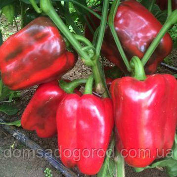 Перець КЛЕРЕНИ F1 | CLARANY Enza Zaden 500 насінин