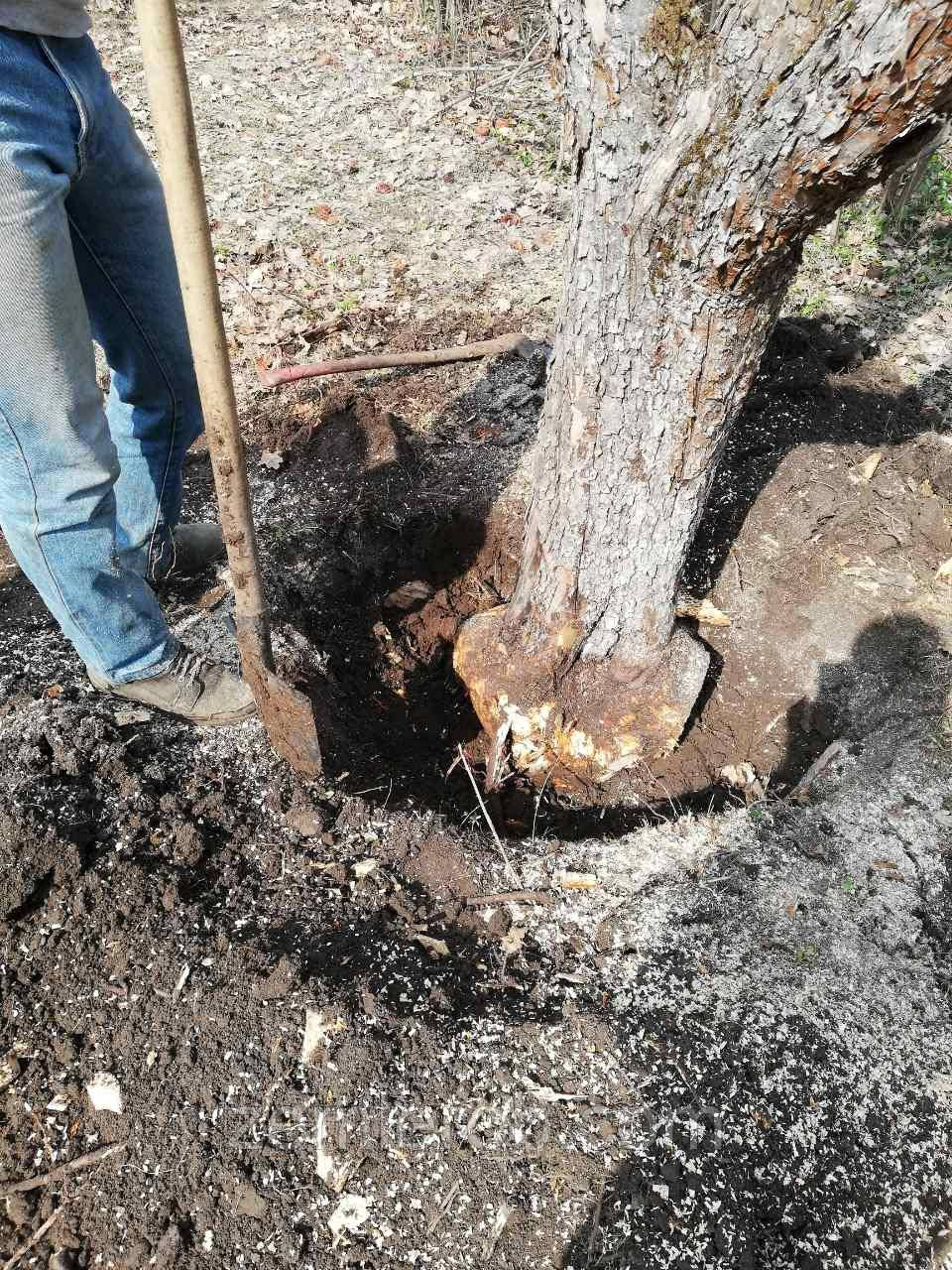 Видалити корінь дерева в Харкові