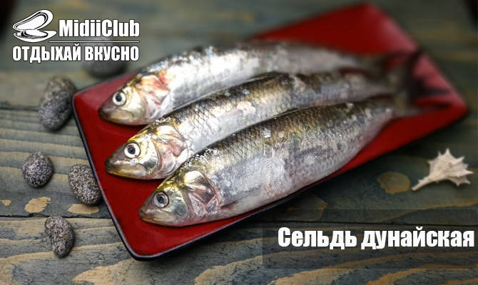 Сельдь дунайская свежемороженая, дунайка из Вилково, 4-5 шт на кг (ID ...